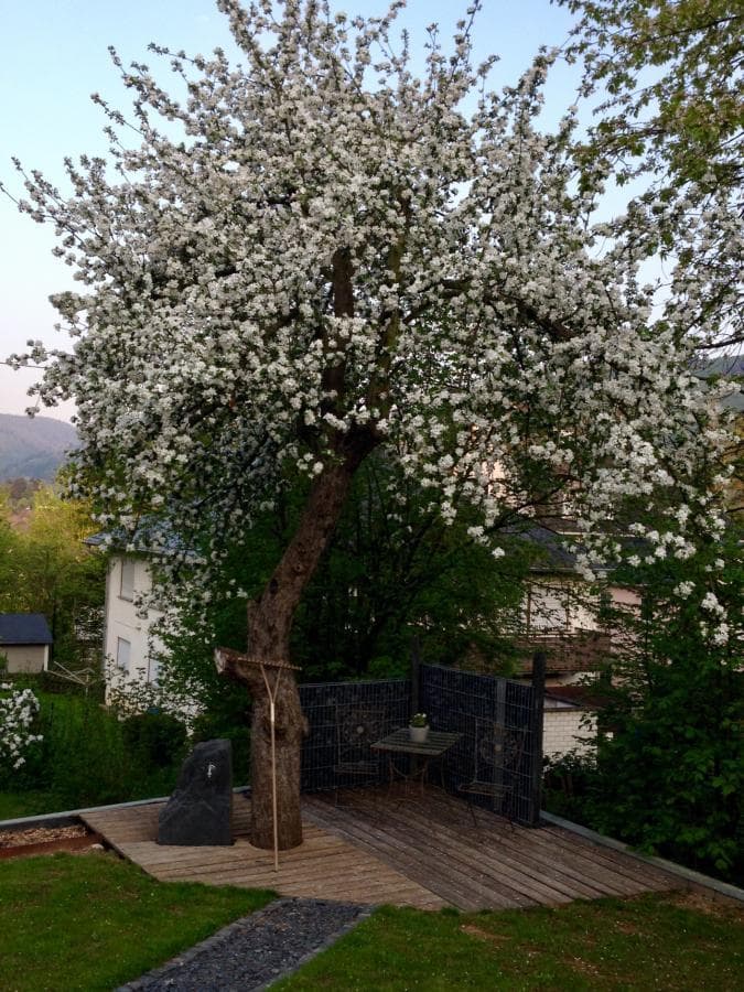 Garten mit blühendem Kirschbaum im Frühling